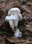 Hygrophorus cossus